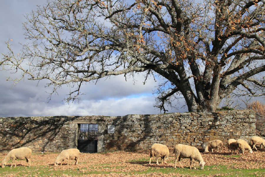 Queso Castellano - Rebaño ovejas