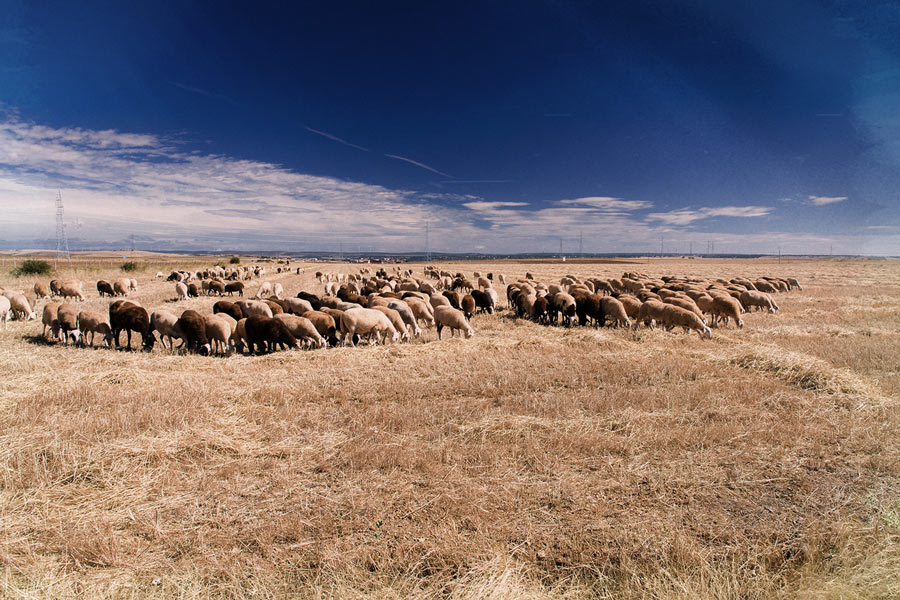 Queso Castellano - Rebaño ovejas